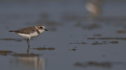 Kentish Plover strolls along the shore.