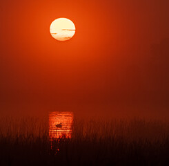 Pomarańczowy wschód we mgle © KoLesfot