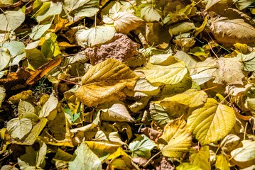 Autumn background- fallen leaves lying on the grass