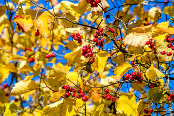 Red hawthorn berries among yellow autumn leaves
