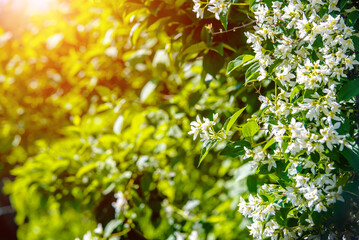 Jasmine blossom branch in the garden in spring
