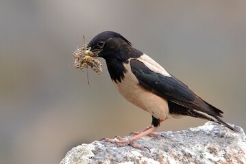 Rosy Starling is collecting food for her puppies.