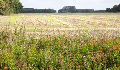 Wild flowers next to an agricultural field in Denmark