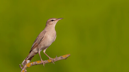 Rufous-tailed Scrub Robin on the branch.