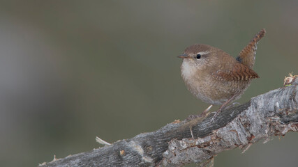 Eurasian Wren in the branch.
