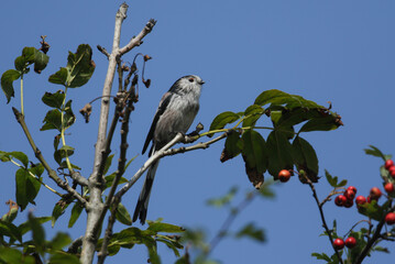 A Long-tailed Tit, Aegithalos caudatus, perching on a branch of a tree.
