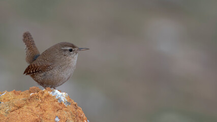 Eurasian Wren on stone