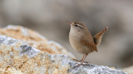 Eurasian Wren on stone