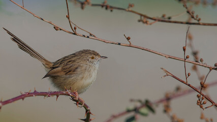 Delicate prinia standing on branch.