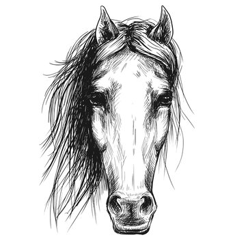 Horse Head Drawing - Horse Head Silhouette - Posters and Art Prints |  TeePublic