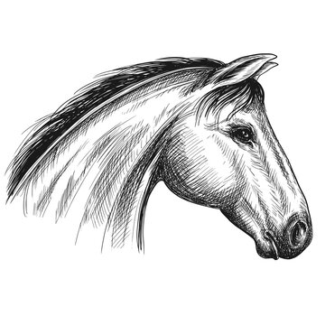 Sketch horse head silhouette. Vector animal illustration.