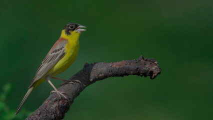 Black-headed Bunting perched on a branch.