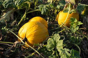 Orange ripe pumpkins in the garden. Thanksgiving and autumn harvest concept