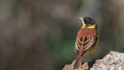 Black-headed Bunting perched on a branch.