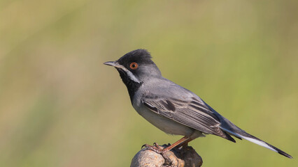 Rüppell`s Warbler perched on a branch.