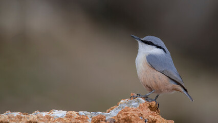 Western Rock Nuthatch is on the stone.