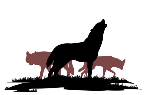 Wolf howls on grass. Silhouette picture. Wild animal in nature. Predator in natural conditions. Isolated on white background. Vector.