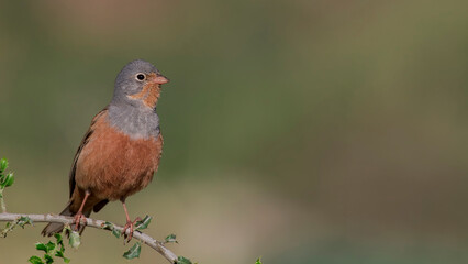 Cretzschmar`s Bunting is on the branch.