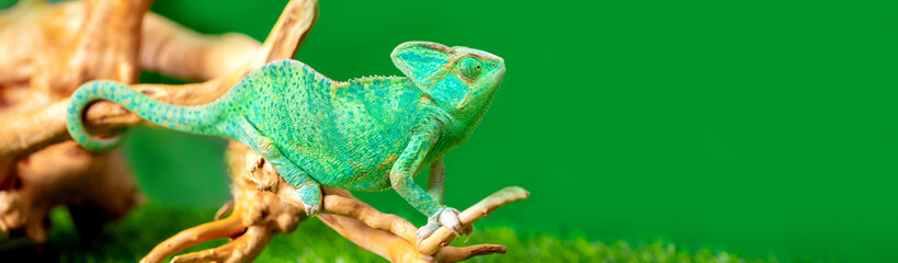 Chameleon close up. Multicolor beautiful reptile with colorful bright skin on a background of grass...