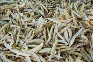 Top view of dry Cranberry beans with husk
