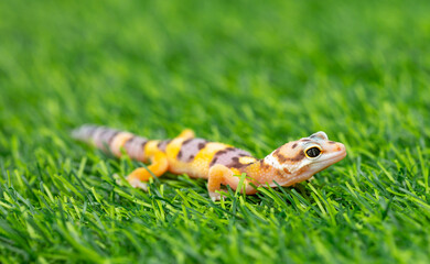 Lizard Eublepharis on a green lawn. Reptile gecko is yellow-spotted. Exotic tropical animal in the...