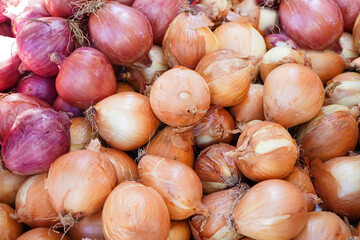 different types of fresh onions on the market 