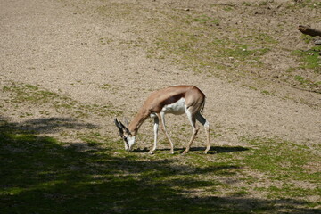 antelope in the zoo
deer in the zoo