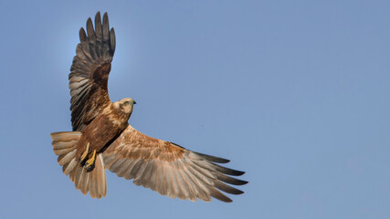 Western Marsh Harrier in flight.