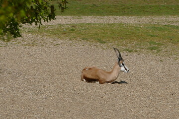 antelope in the zoo
deer in the zoo