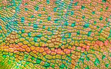 Beautiful multicolored bright chameleon skin, reptile skin pattern texture multicolored close-up as...