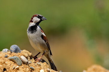 House Sparrow is on the stone.