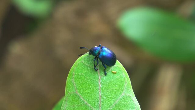 The insect sitting on a leaf