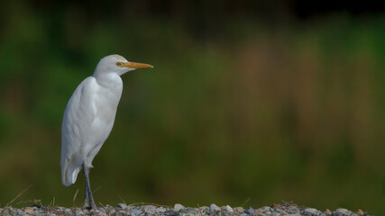 Western Cattle Egret side profile.