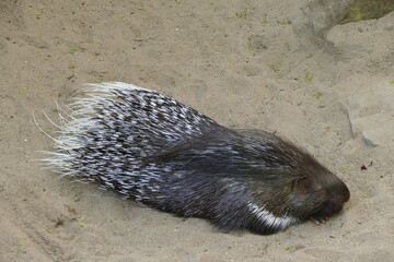 The crested porcupine
the African crested porcupine