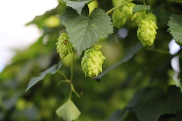 Humulus lupulus. Flowering hops plant, green foliage, background.