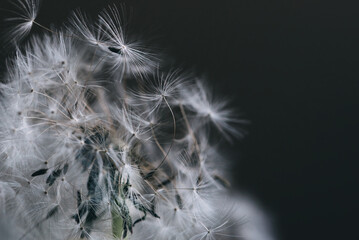 dandelion at black background. Freedom to Wish. Dandelion silhouette fluffy flower. Seed macro closeup. Soft focus. Goodbye Summer. Hope and dreaming concept. Fragility. Springtime.