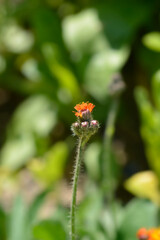 Orange hawkweed