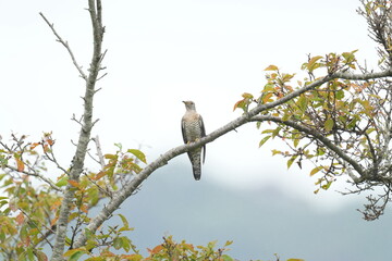 oriental cuckoo on a branch