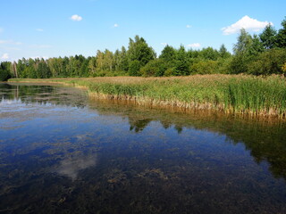 Fototapeta na wymiar lake in forest summer day