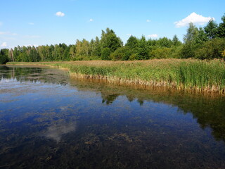 Obraz premium lake in forest summer day