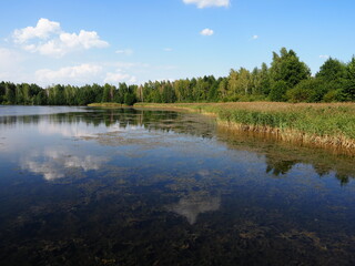 lake in forest summer day