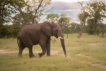 large African elephant walking through the African bush