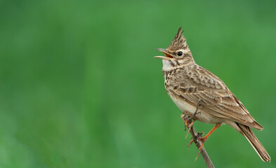 Crested Lark on the branch.
