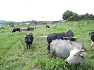 Varanasi is a city on the Ganges river in northern India that has a central place in pilgrimage, death, and mourning in the Hindu world.