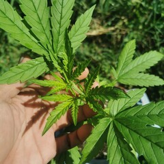 cannabis leaf in hand