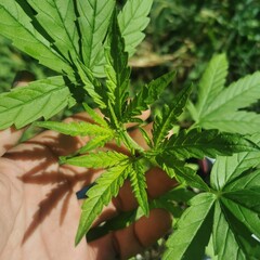 hand holding a cannabis plant