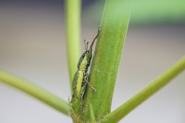 Tiny insect on a green branch
