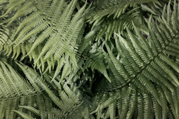 Minimal abstract nature composition. closeup tropical green leaves texture. background for card or invitation. space for your text. selective focus