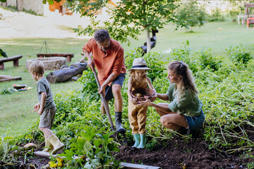 Farmer family harvesting and digging potatoes together in garden in summer.