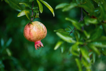 熟れたザクロの実